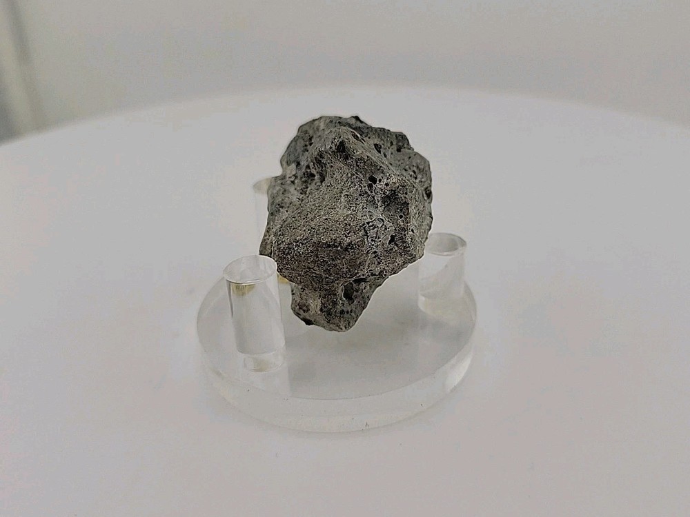 Full Dinosaur Fossil Skull Authentic