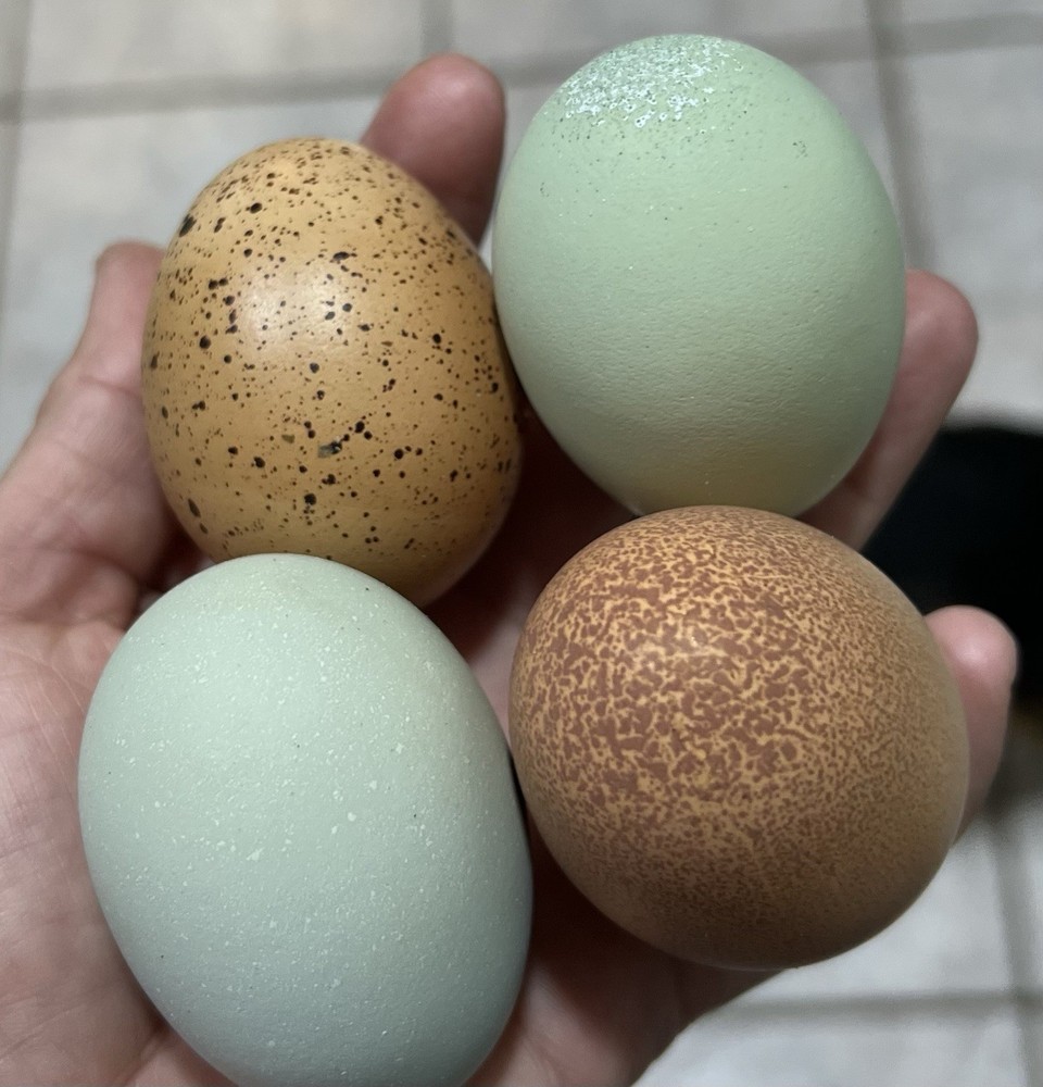 Olive Egger Hatching Eggs 1 dozen (12 + extra)