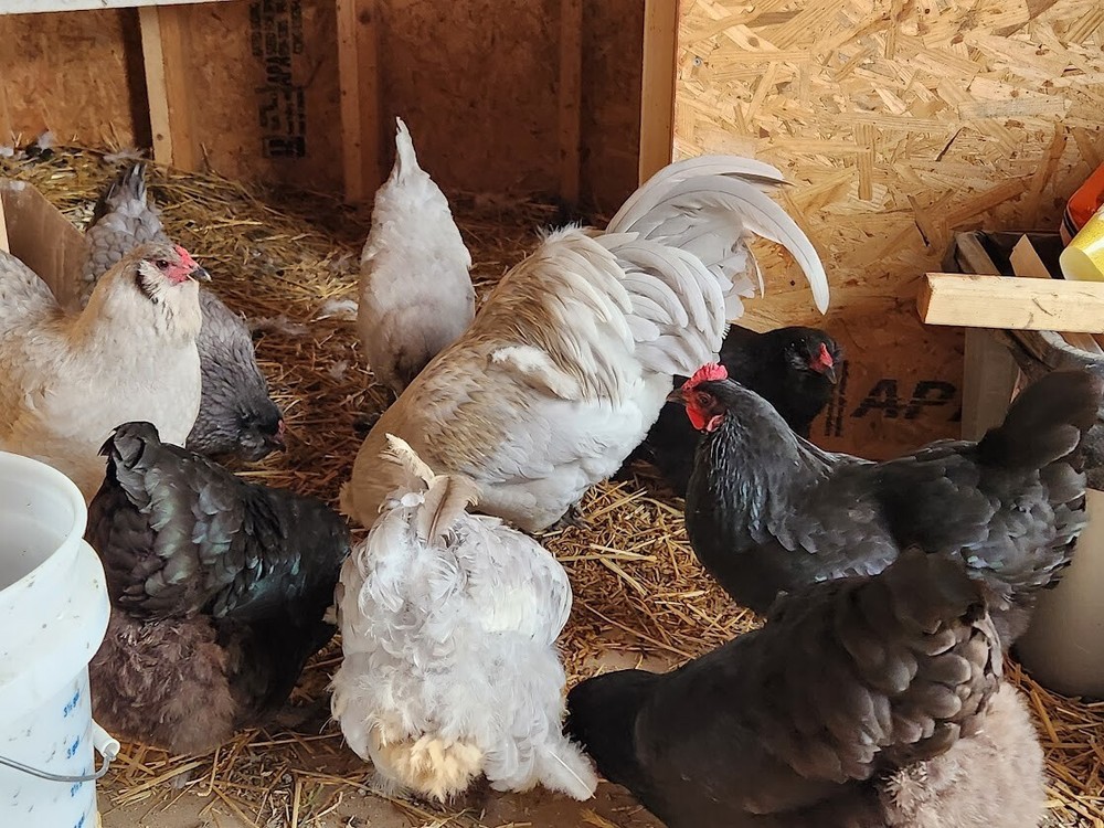 6 Lavender, B/B/S Ameraucana & Orpington (Easter Egger) Chicken Hatching eggs.
