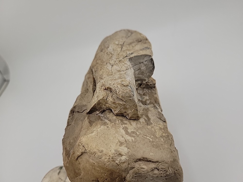 Egg Fossil Permineralized Compression Reptile Egg Fossil