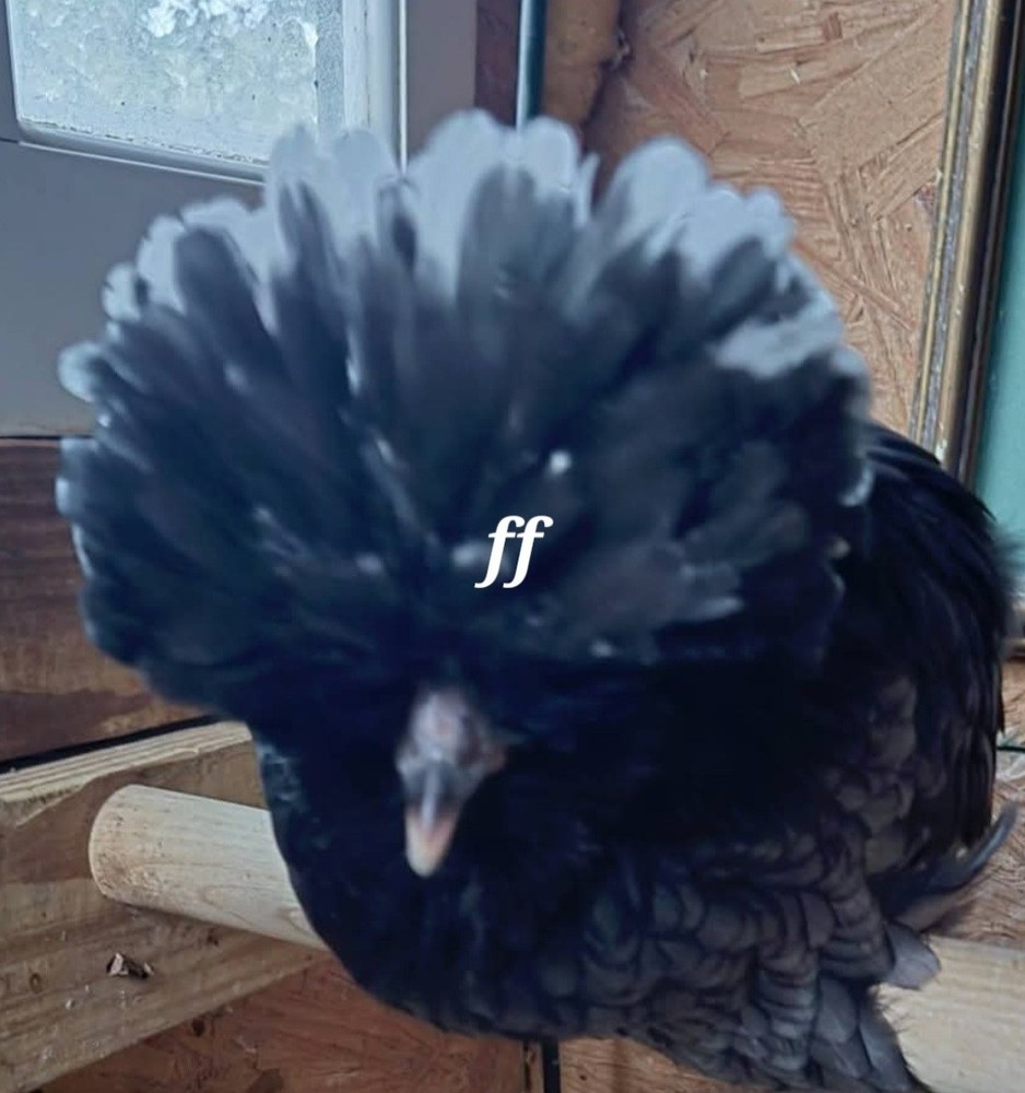 12 Polkis Hatching Eggs