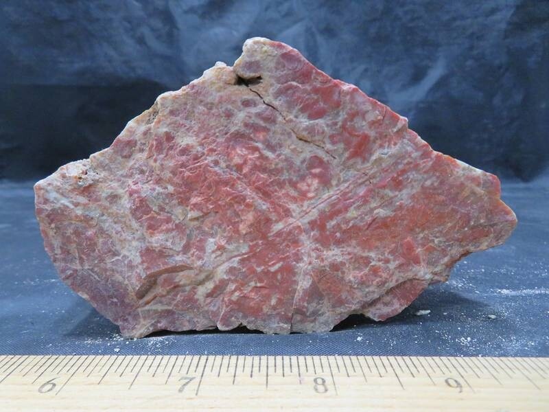 Petrified Wood 1 lbs & 6 ozs