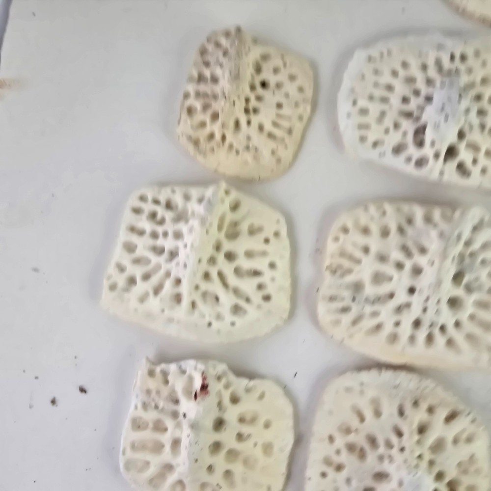 Gator Alligator Back Scute bone bones Bony scutes croc weird Osteoderms white