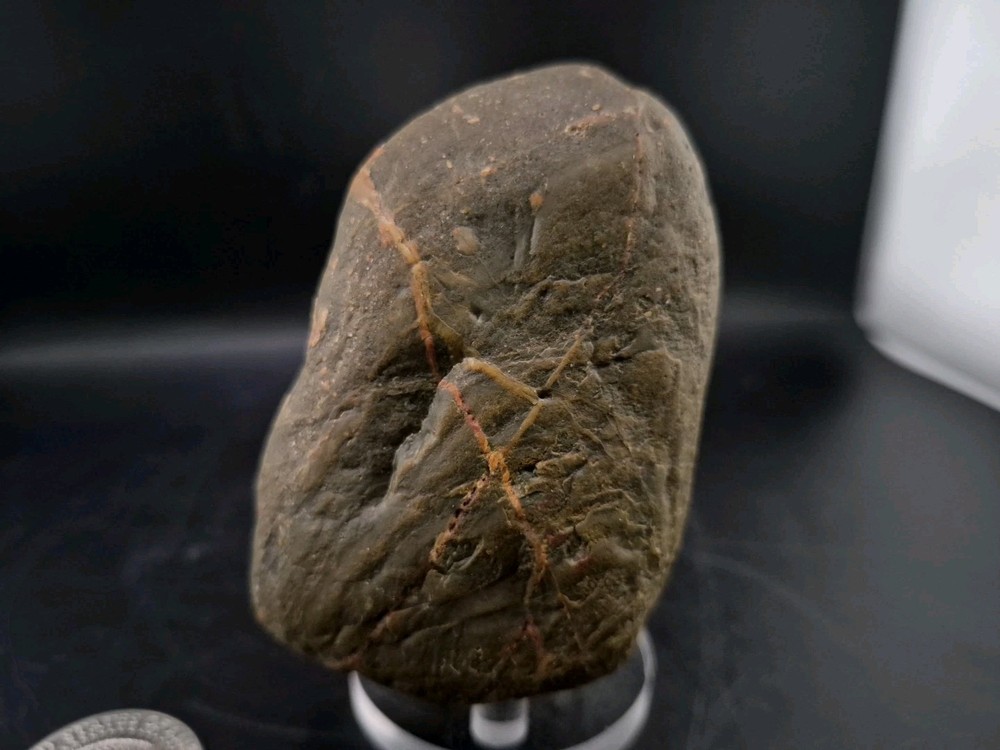 Real Permineralized Dinosaur Half Egg Embro