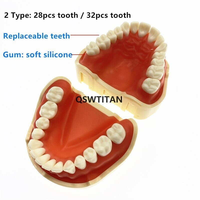 Dental teeth Model for Dental phantom head teeth model for Teaching tooth model