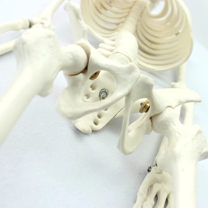 85 Cm Human Anatomical skeleton model