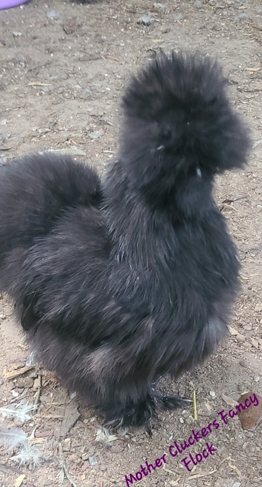 12 Bearded and Crested Silkie & Satin hatching eggs