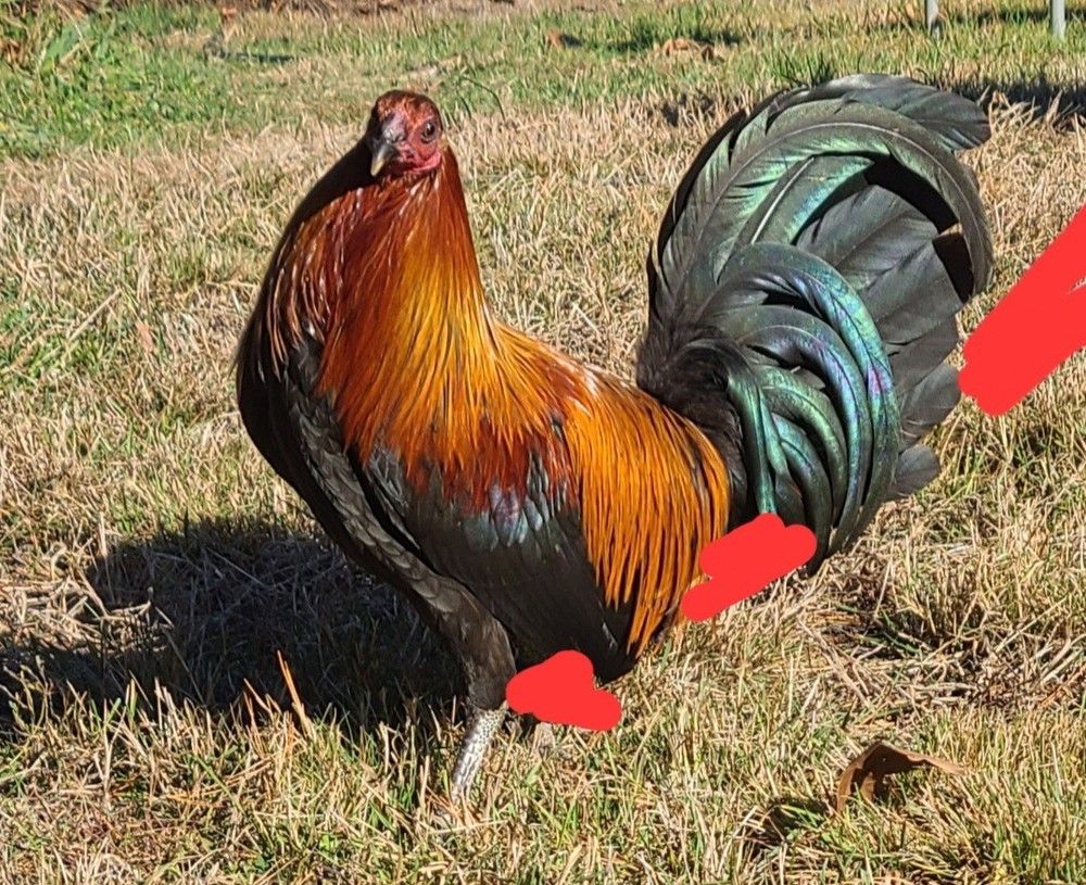 BLACK RED, BROWN RED, AMERICAN HATCHING EGGS 6+