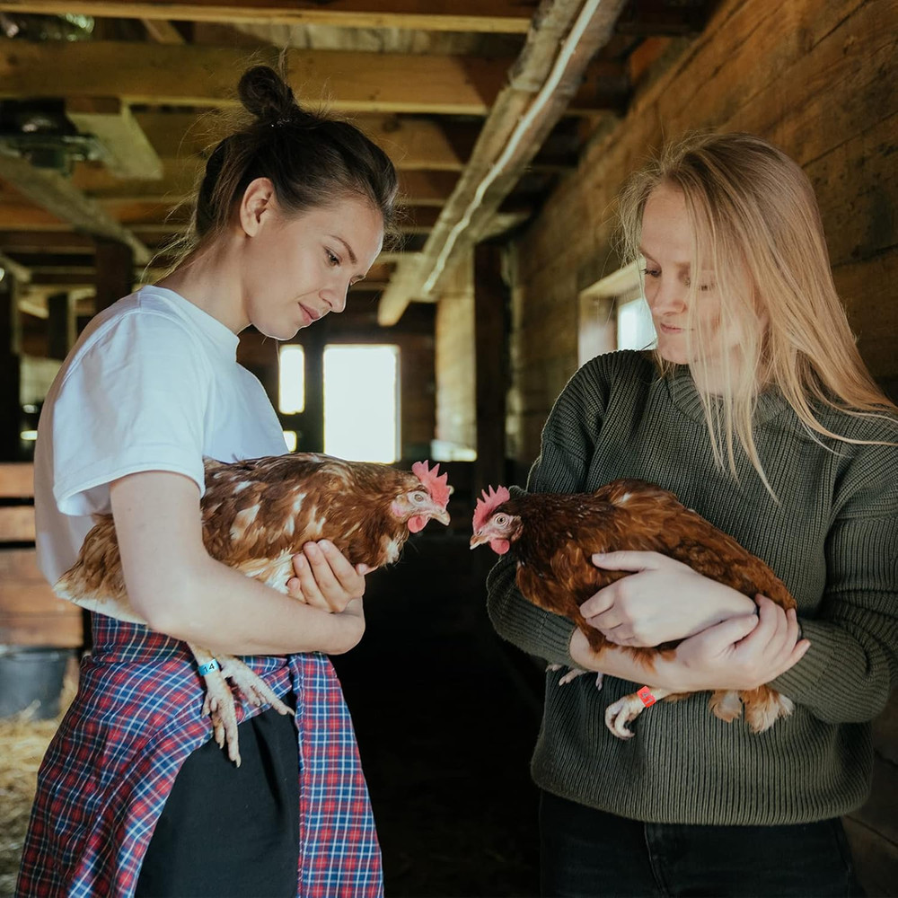 60-Piece Multicolor Chicken Leg Bands for Poultry Identification