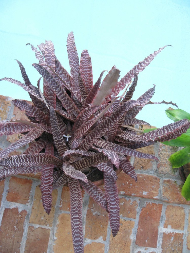 Cryptanthus PHEASANT TAIL Bromeliad one tropical plant *MEDIUM*