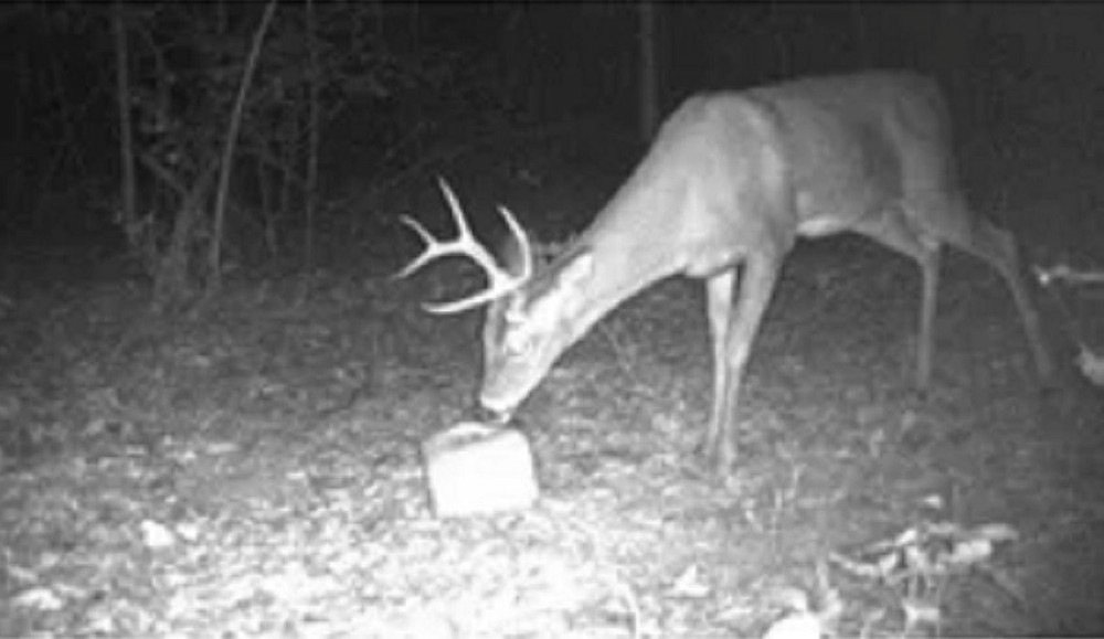 Deer Block 20lb,FREE SHIPPING