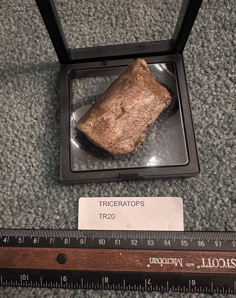 Genuine triceratops fossil