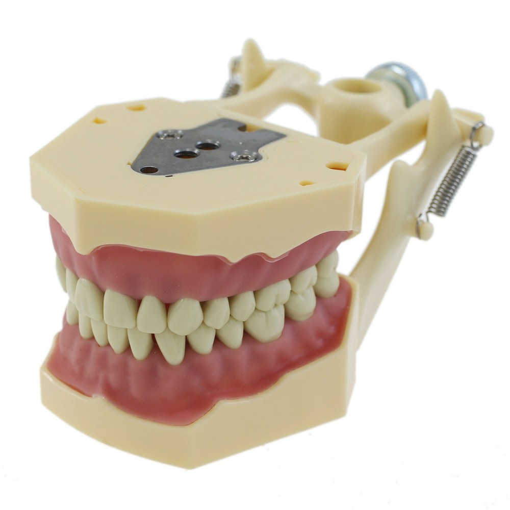 Frasaco AG3 Type Dental Typodont Model 32PC Teeth Restorative Removable Screw-in