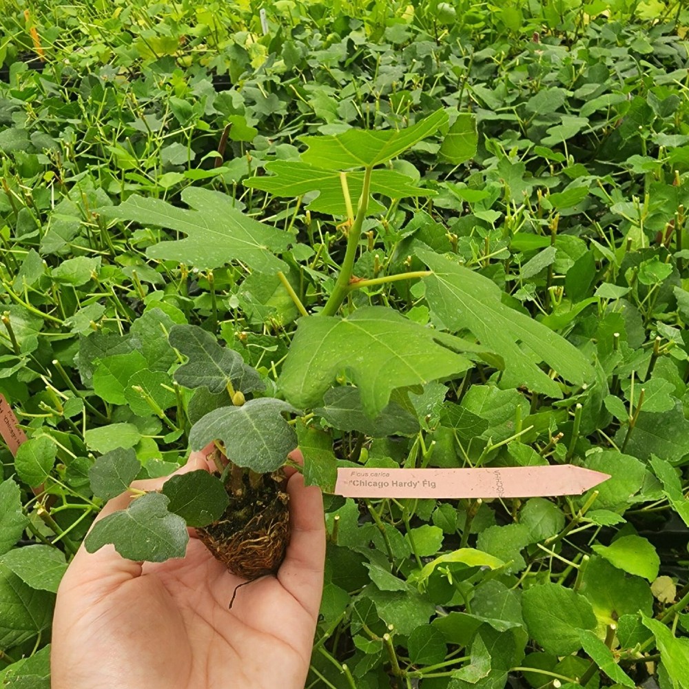 Fig Tree. Set of 4 starter plants.