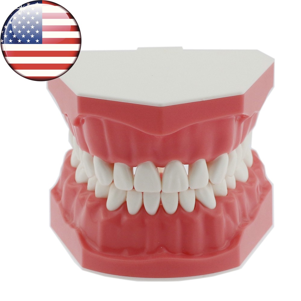 Dental 1:1 Model Brushing Flossing Practice Teeth Typodont Model Teach Study