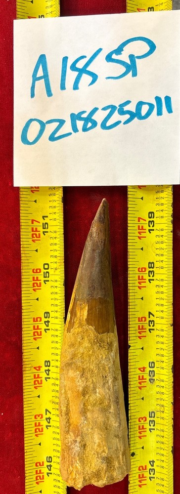 Authentic 5 1/2” Spinosaurus Tooth Fossil