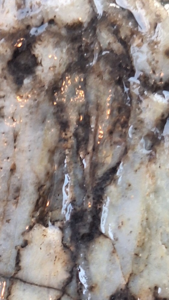 petrified wood log