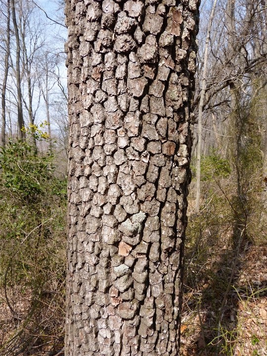1 Black Gum Tree 12-24" Nyssa sylvatica Bare Root