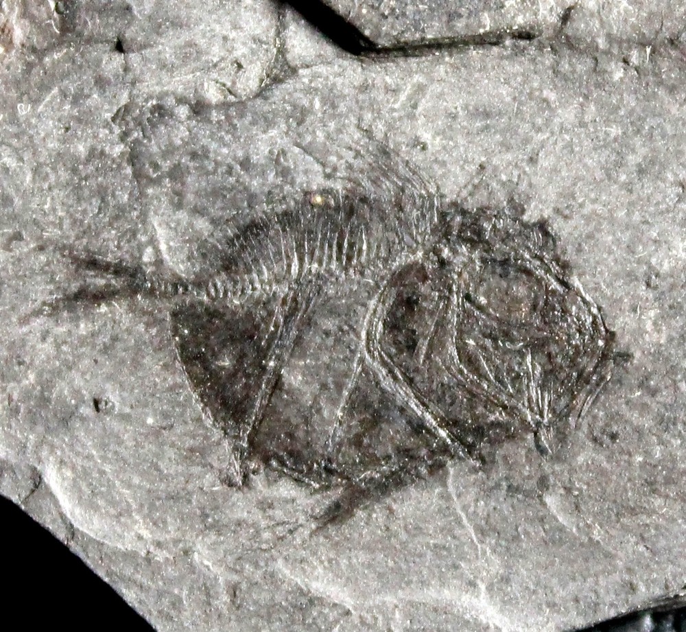 Zenopsis clarus - Very rare Oligocene fossil fish