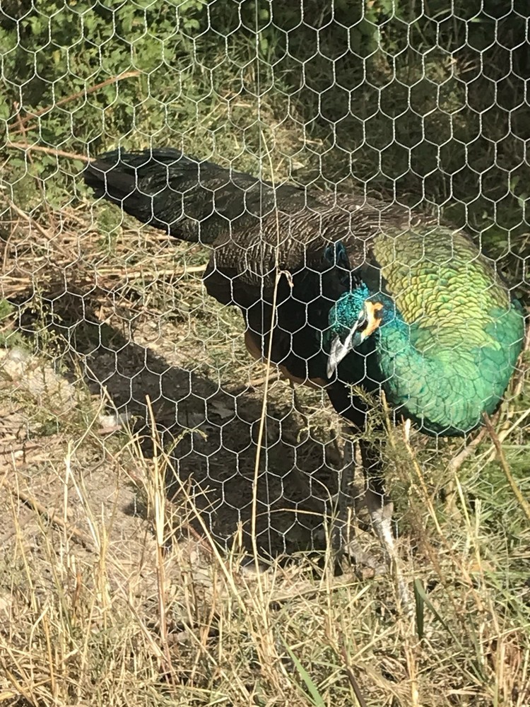 3 Java Green Purple Spaulding hatching eggs.