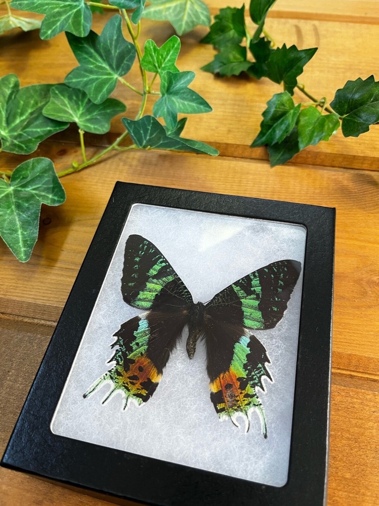 Framed Madagascar Sunset Moth, Urania ripheus