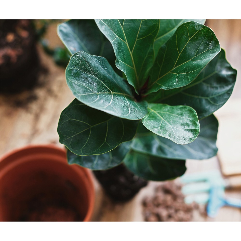 Fiddle Leaf Fig Potting Mix, Soil Amendment for Potted Fig Trees