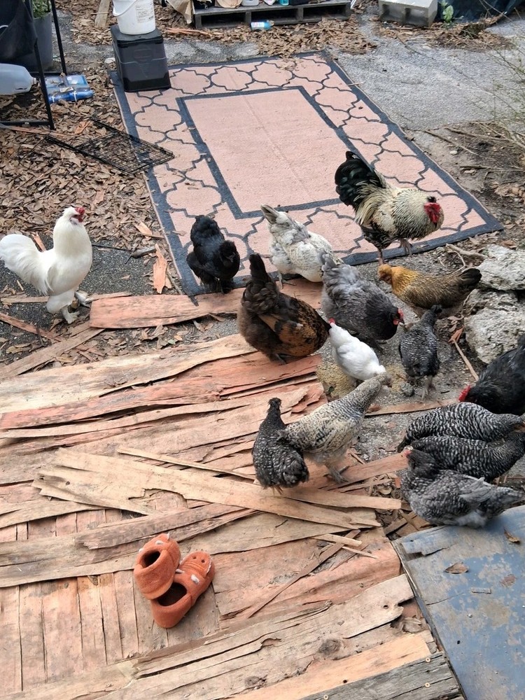 Silkie Mix Fertile Hatching Eggs -10 Eggs