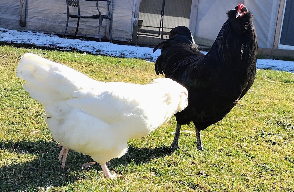 Ermine Ameraucana hatching eggs (12+)