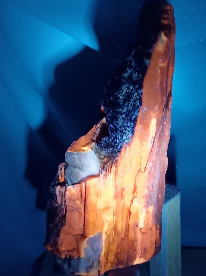 UV Reactive Opalized Petrified Wood, WA State, 1 LB 2 OZ
