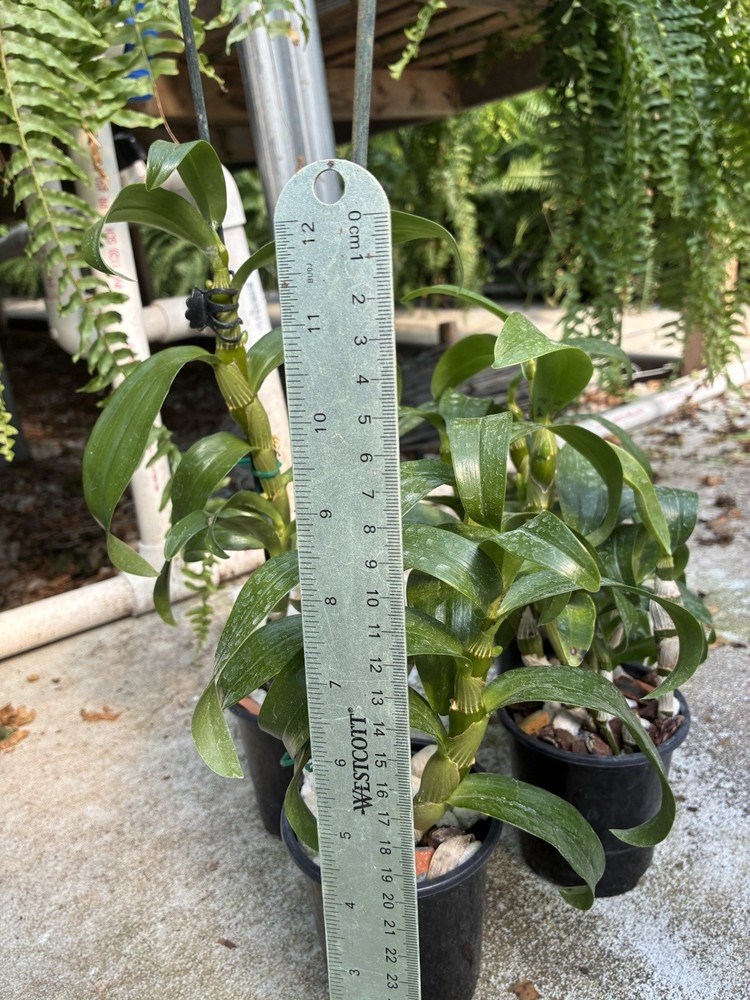 Nobile Dendrobium Spring Dream ' Appollon’