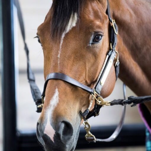 ThinLine Busy Buddy - For The Halter