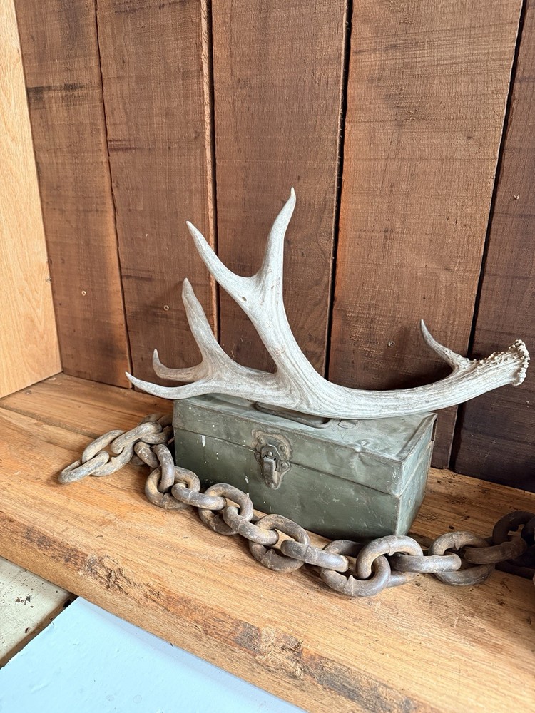 Mule Deer Shed ~ Deer Antler ~ Decor