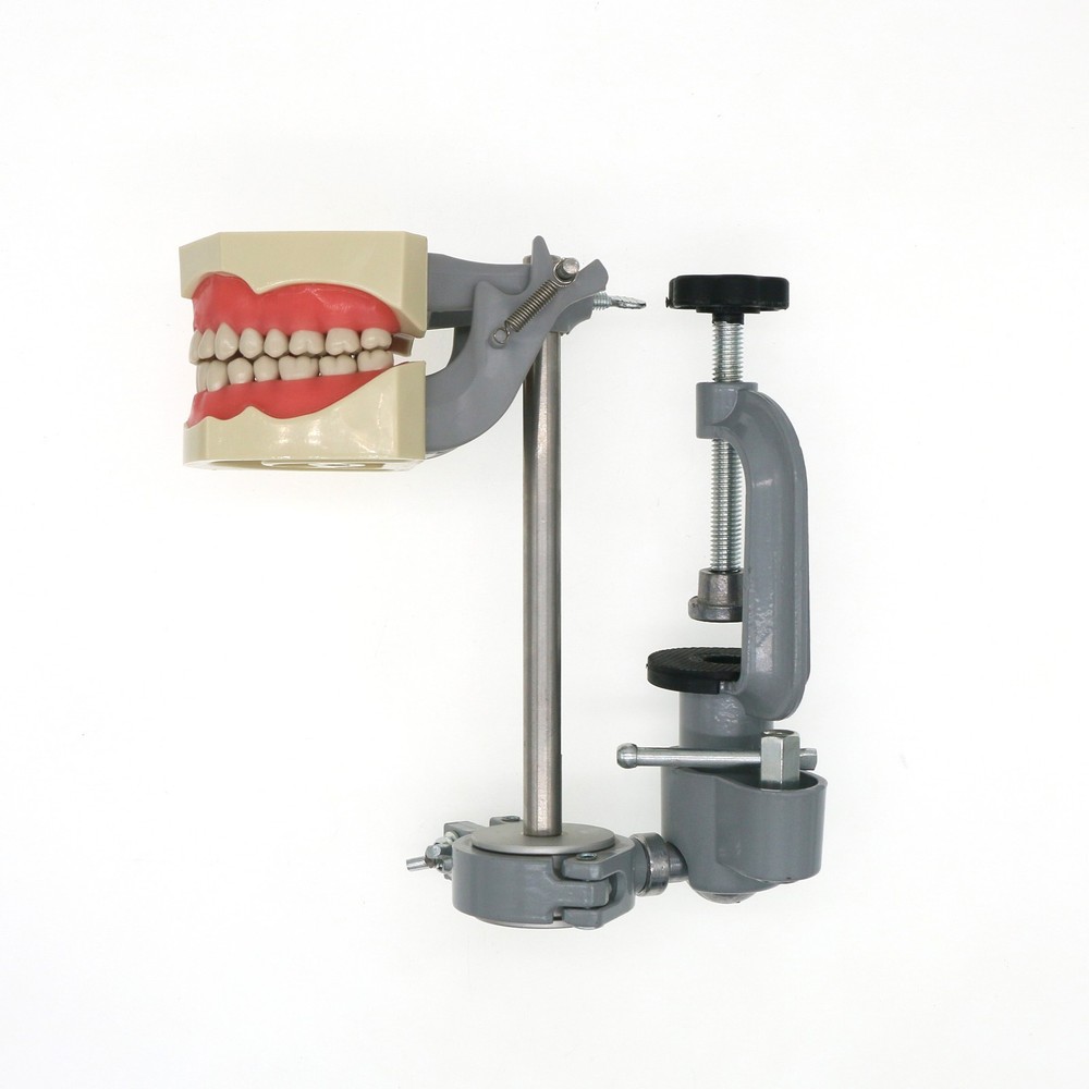 US Columbia Dentoform 860 Type Dental Typodont 32Pcs Teeth Model & Mounting Pole