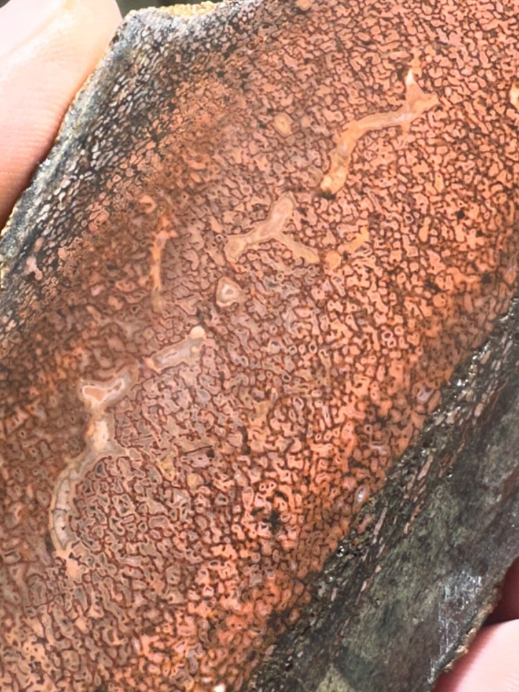 Dinosaur gem bone rough chunk.