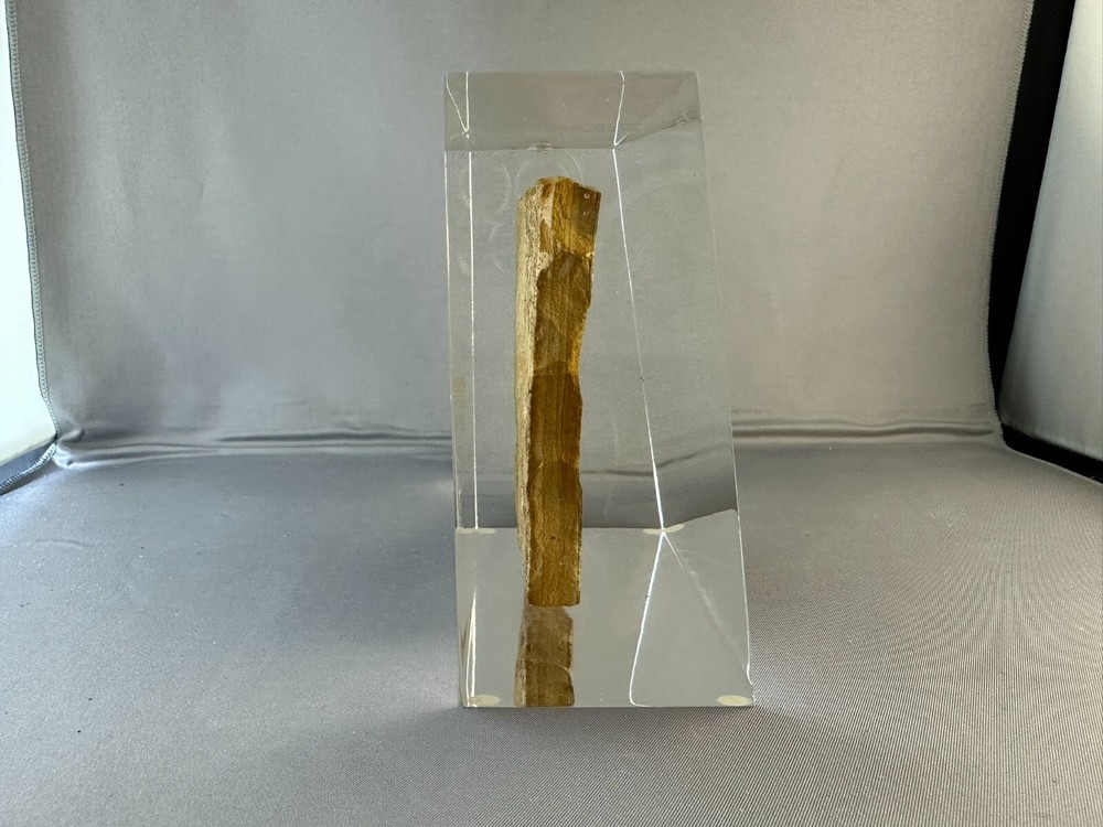 🦴 Fossilized Fish in Stone Matrix 🐟 | Authentic Prehistoric Specimen | Display