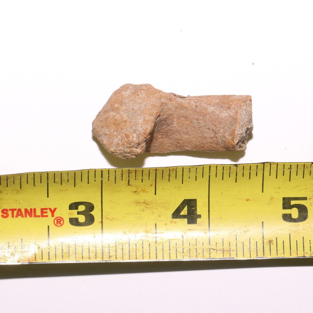 Dinosaur Chevron Bone End Piece - Hell Creek Formation Cretaceous