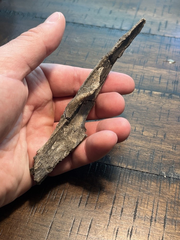 Crocodile Angular Lower Jaw Bone Dinosaur Age Fossil Hell Creek Form SD