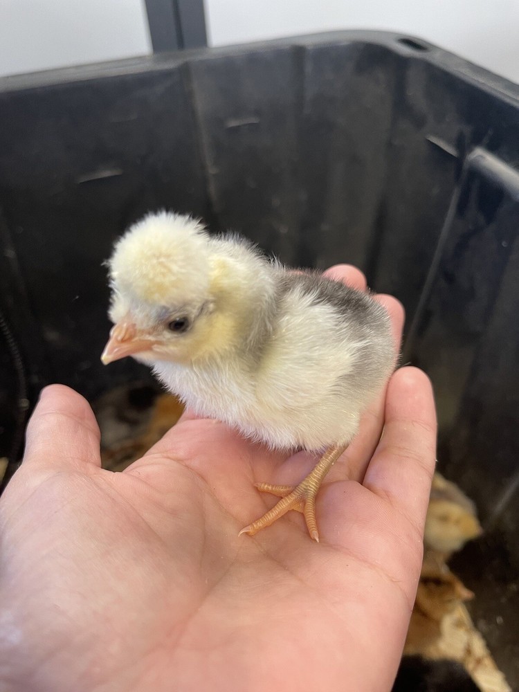 12+ Blue Black Splash Bantam Polish Hatching Eggs Chickens Rare