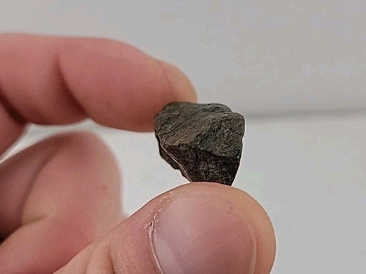 Fossil Dinosaur Permineralized Tooth T-rex 🦖