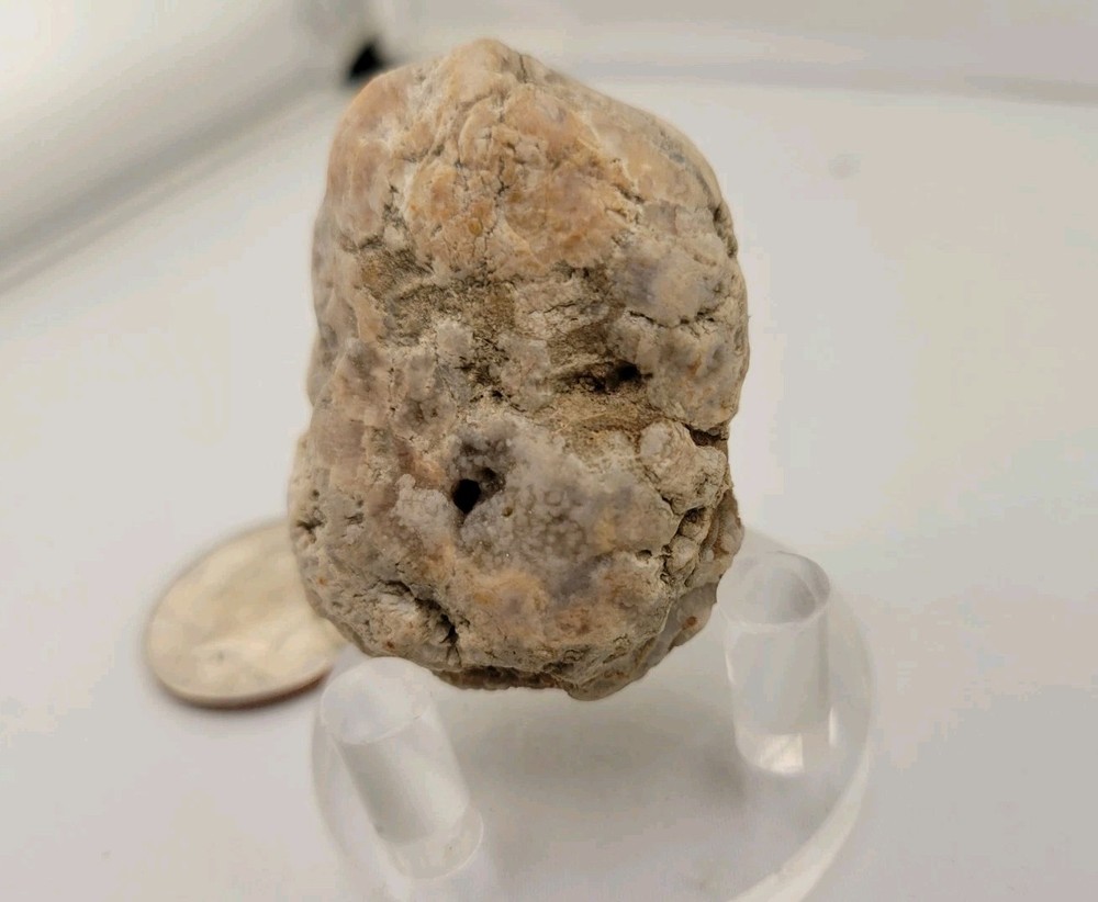 Real Permineralized Reptile Egg Fossil