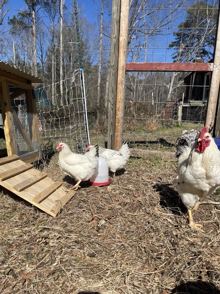 Delaware Chicken Hatching Eggs NPIP tested 12+ 2