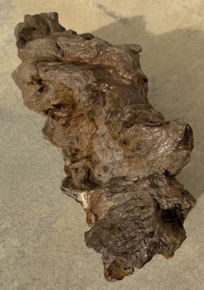 PETRIFIED LOG Large Piece.