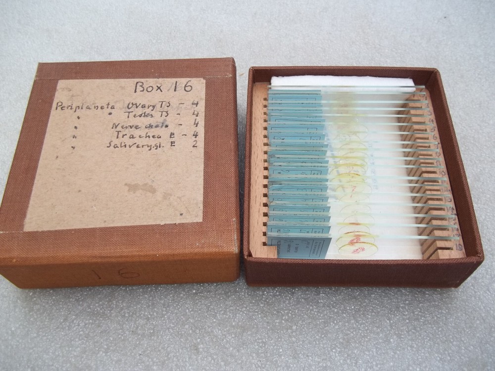 Vintage Glass Microscope Slides -