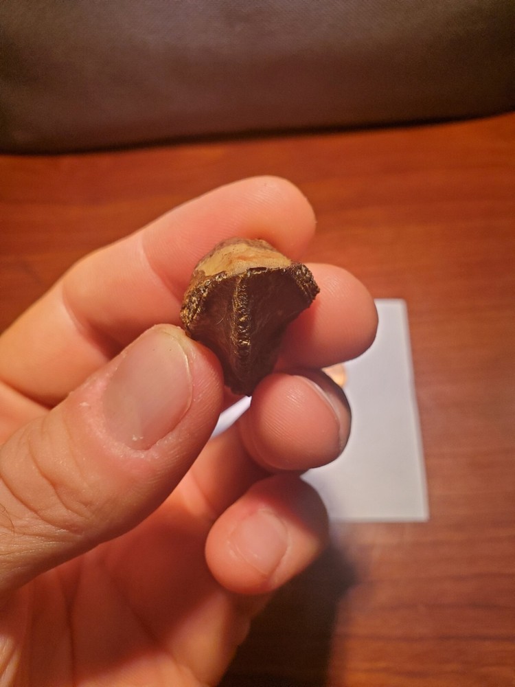 Triceratops Tooth (Unworn!)