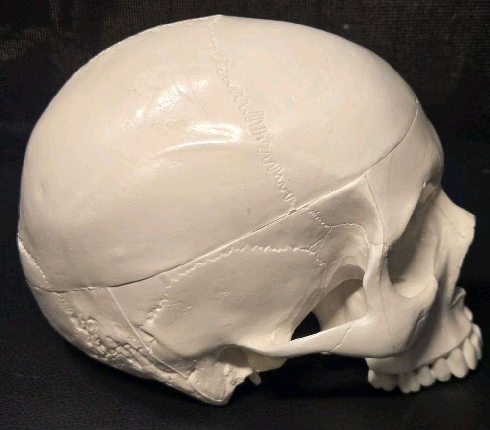 Realistic Anatomical Human Skull Model
