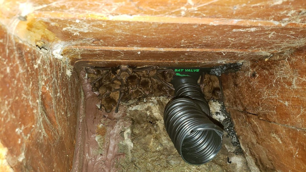 Bat Removal Cone TBV-FR4 One-Way Valve Exclusion Device - Medium Size