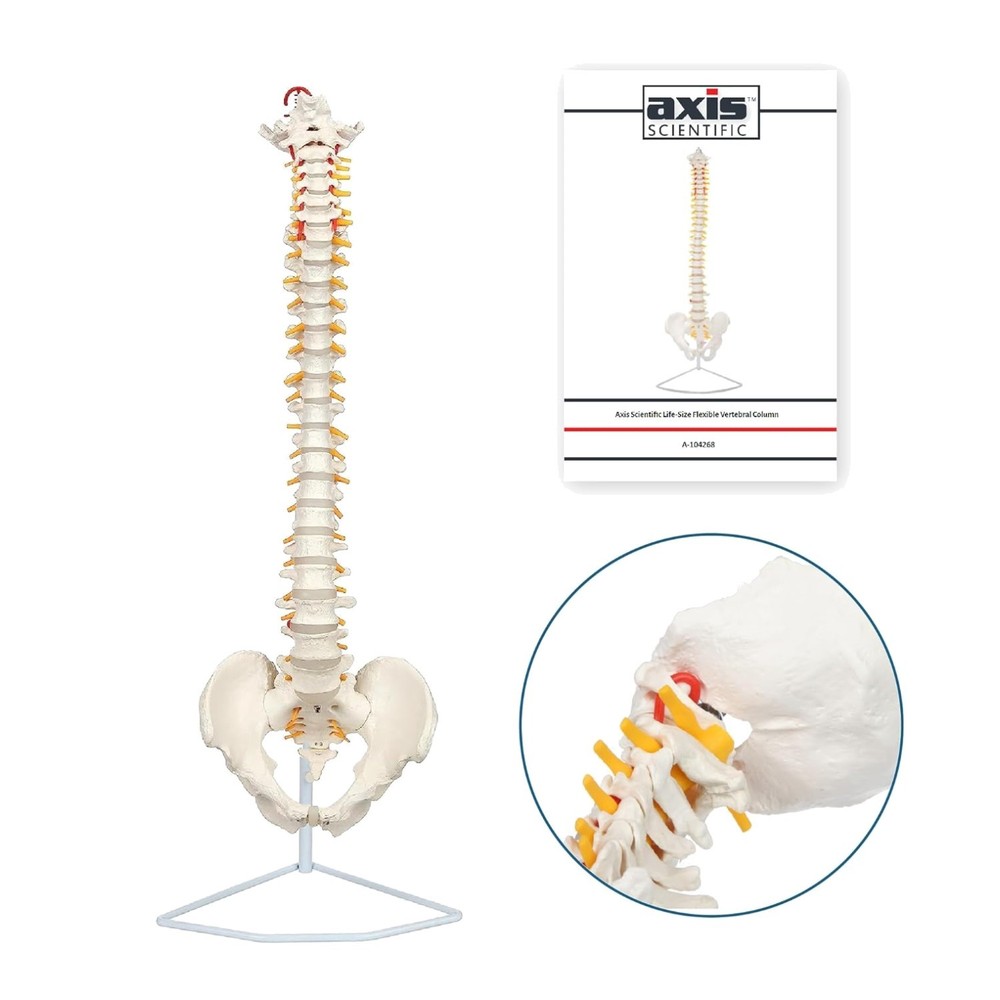 Educational Spine Model for Healthcare Students