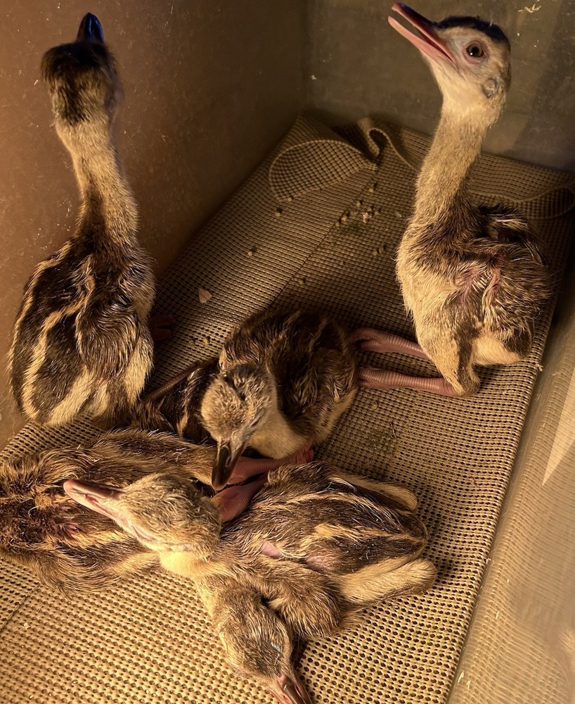 2 Rhea Hatching Eggs