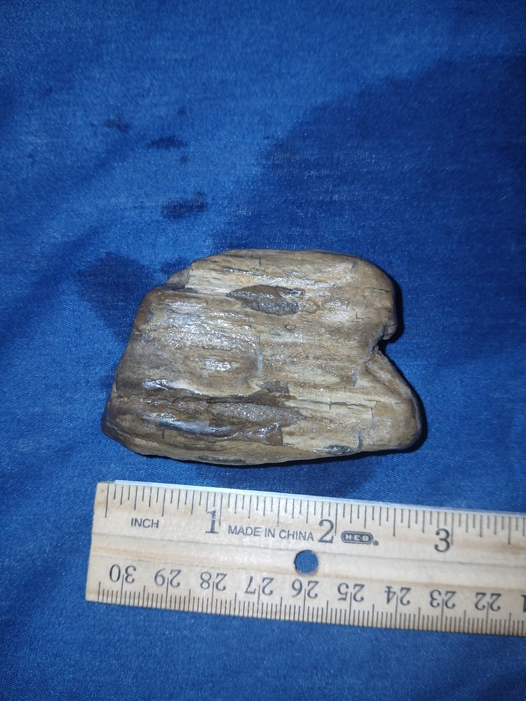 3.5 oz Agatized Petrified Wood