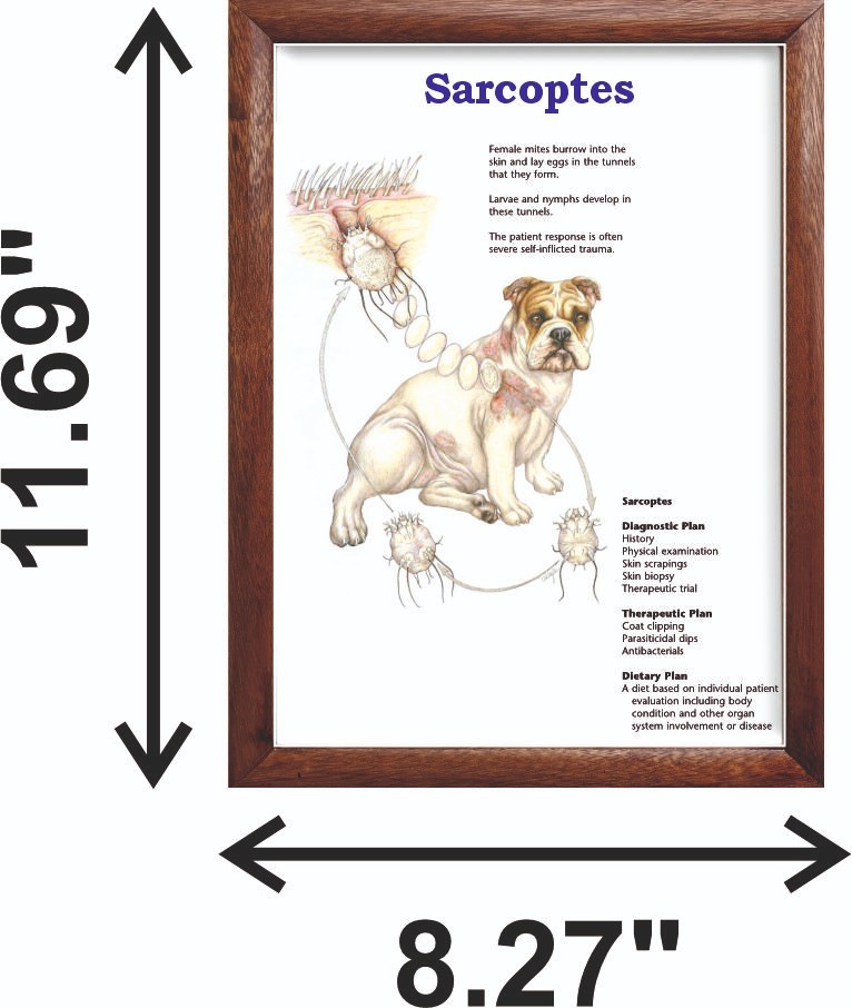 Sarcoptes Chart 12x18 inches